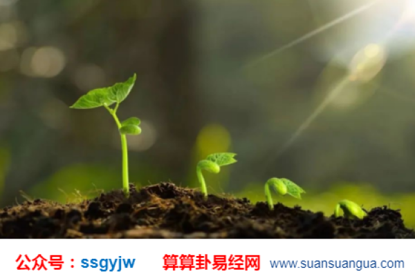 乙未年：探索乙木与未土的命理之旅