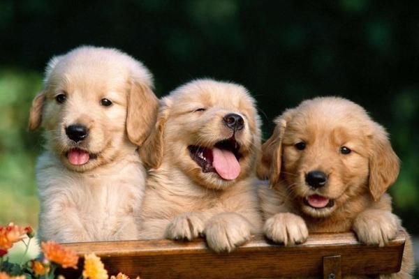 2018年属狗人命格分析:命运与性格的深度解析 2018年属狗人命格分析:命运与性格的深度解析