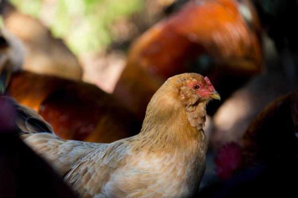 2011年属什么生肖?了解2011年属兔人的命与运势 2011年属什么生肖?了解2011年属兔人的命与运势