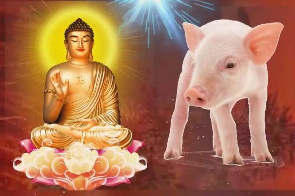 1995年属猪人的命运解析:金命与它的秘密 1995年属猪人的命运解析:金命与它的秘密