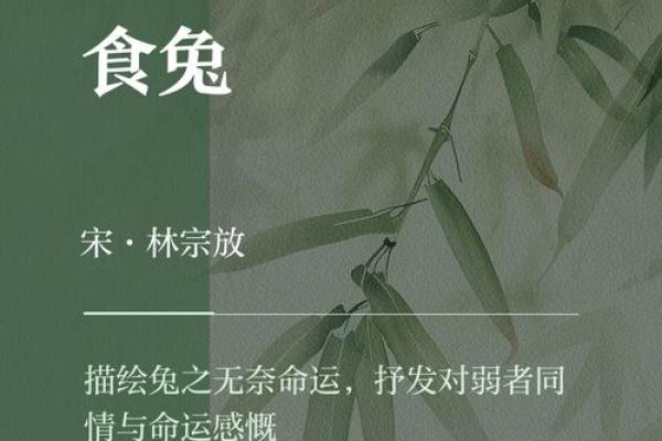 兔年出生人的命运与性格：一场生命之舞的探索