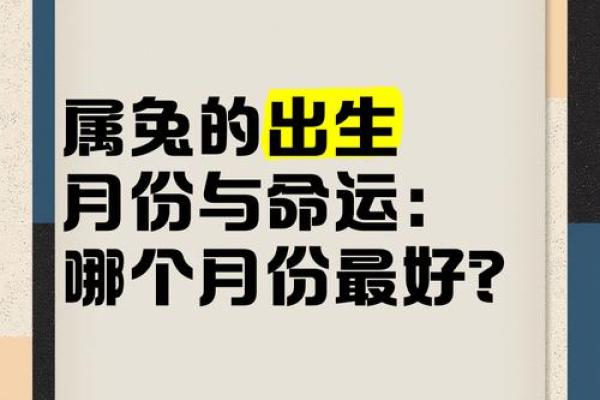 兔年出生人的命运与性格：一场生命之舞的探索