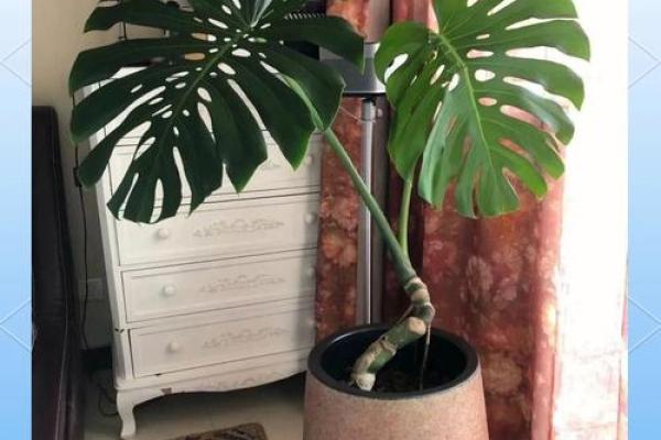 木命家庭风水禁忌：家居摆放与植物选择的秘密