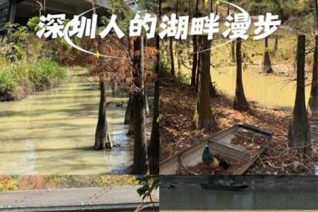 适合木虎命的人居住城市推荐：寻找心灵的栖息地