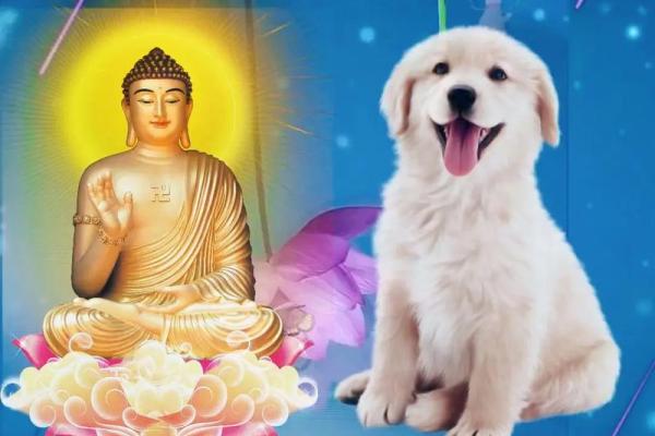 1994年出生的狗:命运与性格的完美交融 1994年出生的狗:命运与性格的完美交融