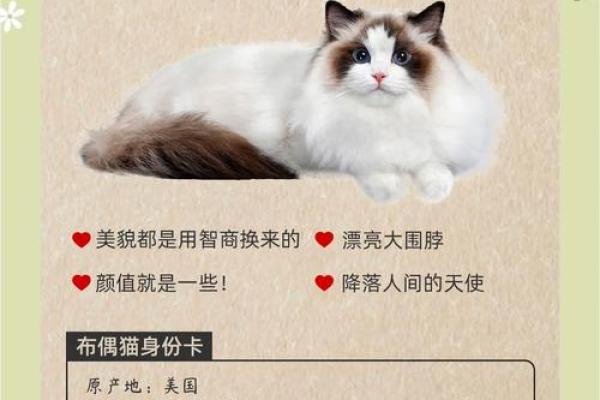 独特气质的布偶猫：探寻它们的命理与个性魅力