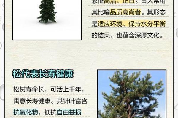 松柏木命人适合佩戴的饰品与吉祥物解析