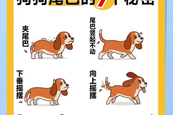 一九九四属狗女性命运解析:性格、缘分与事业发展之路 一九九四属狗女性命运解析:性格、缘分与事业发展之路