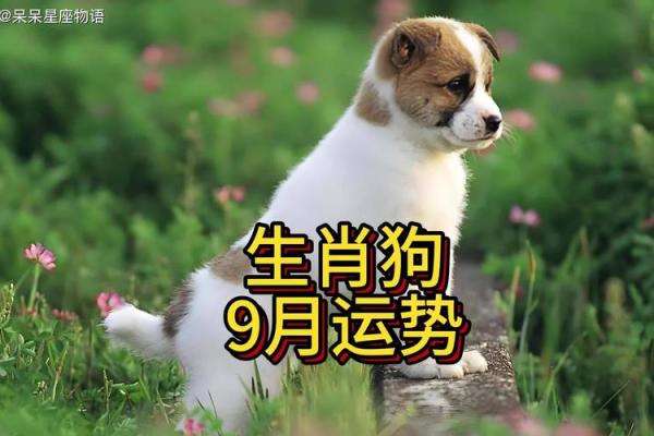 属狗的正月生日解析:命运与性格的深度剖析 属狗的正月生日解析:命运与性格的深度剖析