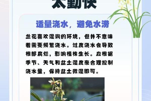 男人兰花命：探寻生命中的独特魅力与内涵