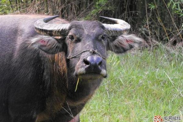 水牛命的1997年：探索命运之路与缺失的元素