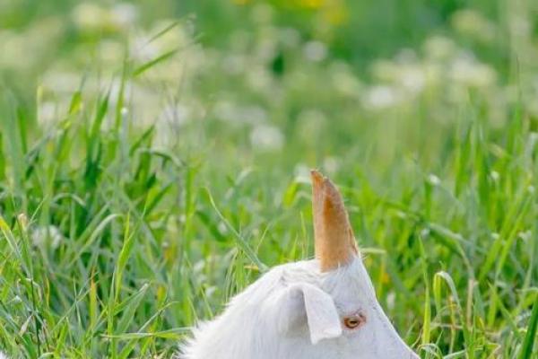 2027年羊年运势解读：如何把握自己的命运与机会