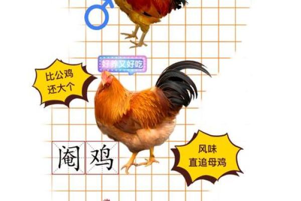 1937年命年探秘:深入了解鸡年的文化与象征 1937年命年探秘:深入了解鸡年的文化与象征