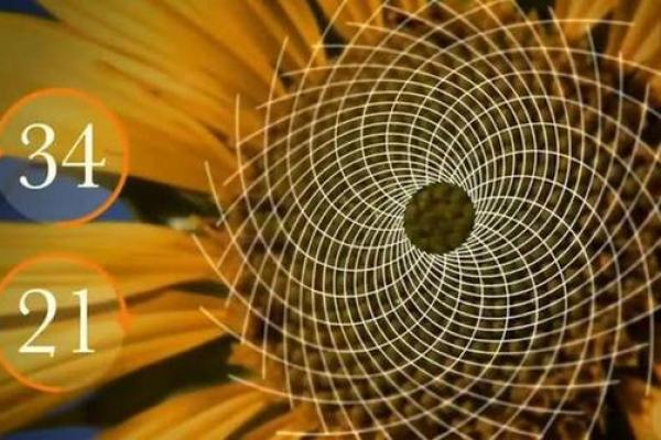 探秘头部形状的奥秘：凹陷之中隐藏的命运密码