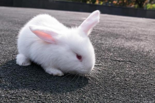 为什么兔子命很脆弱？探寻这些可爱生灵的生存挑战与保护之道