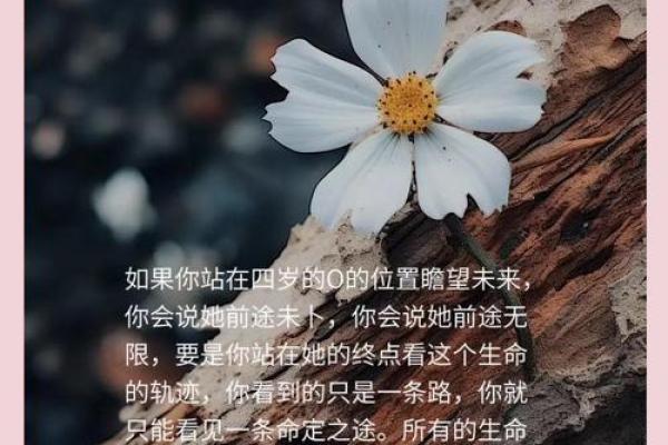 探寻单命历史：解锁每一个生命的独特故事与意义