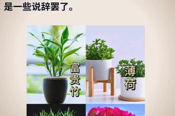 木命缺木的补救之道:如何通过风水与生活实现木的能量提升 木命缺木的补救之道:如何通过风水与生活实现木的能量提升