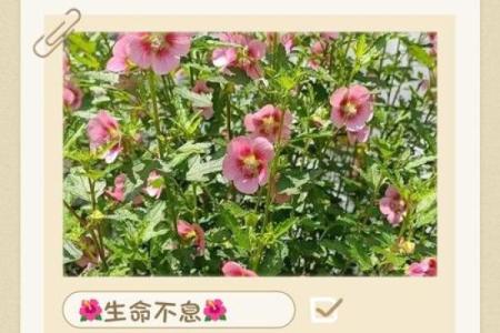 木命人士适合纹的花草解析：让你的个性绽放之美