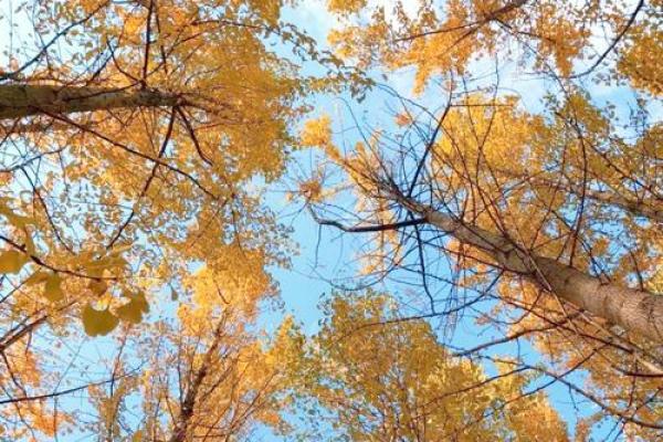 深秋的韵味：探寻11月的万千气息与人文内涵