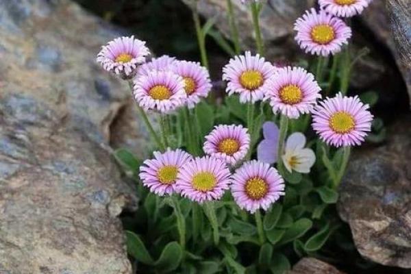 冬天出世的鹅:寒冷之中的生命奇迹与命运哲学 冬天出世的鹅:寒冷之中的生命奇迹与命运哲学