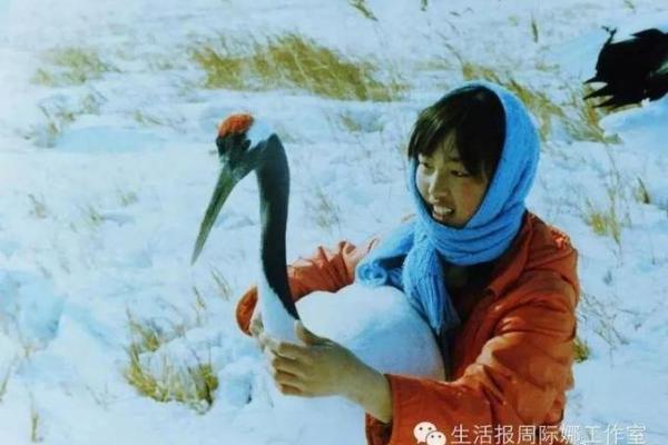 冬天出世的鹅:寒冷之中的生命奇迹与命运哲学 冬天出世的鹅:寒冷之中的生命奇迹与命运哲学