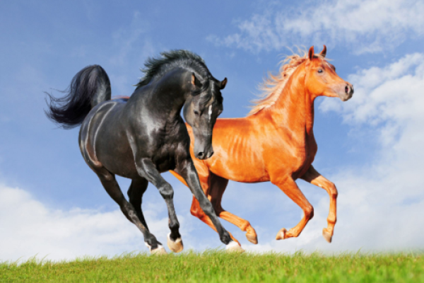 男属马木命,如何与其他命相合,创造美好人生? 男属马木命,如何与其他命相合,创造美好人生?