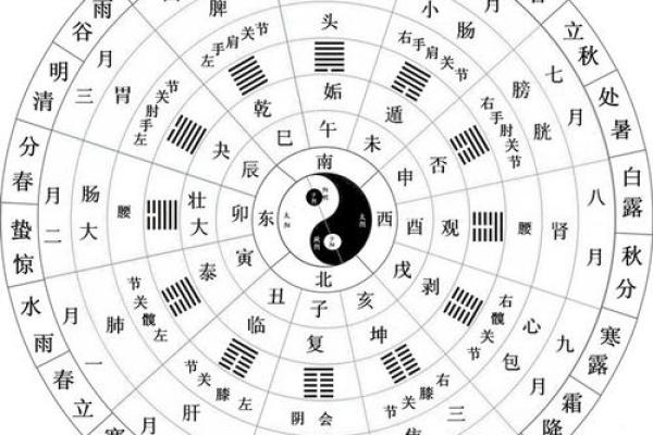 狗宝宝命理解析：木命与金命的区别与特点