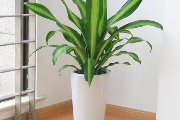 海里金命的植物选择：适合你的养生之道与风水布局