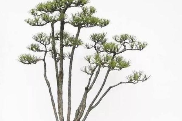 松树盆景：命中注定的守护者，适合哪些命理的人？