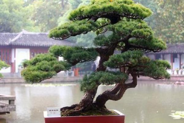松树盆景：命中注定的守护者，适合哪些命理的人？
