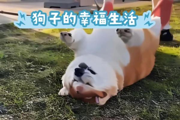 狗狗的幸福生活：为什么它们有的命很好？