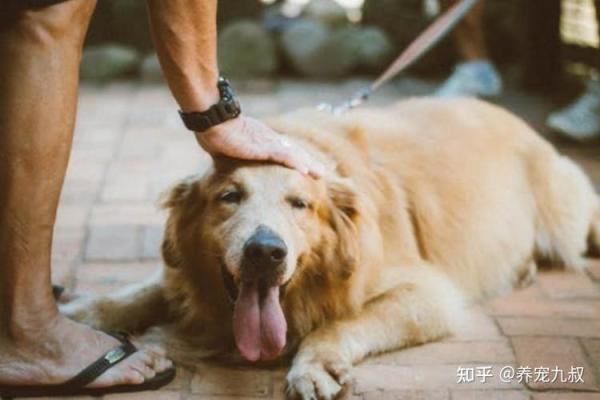 命理分析：哪些人不适合养狗，了解你的命运与狗的缘分