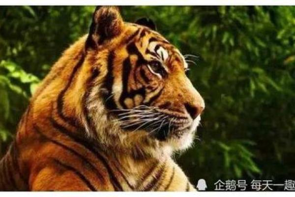 1974年属虎的命运与人生之路探讨