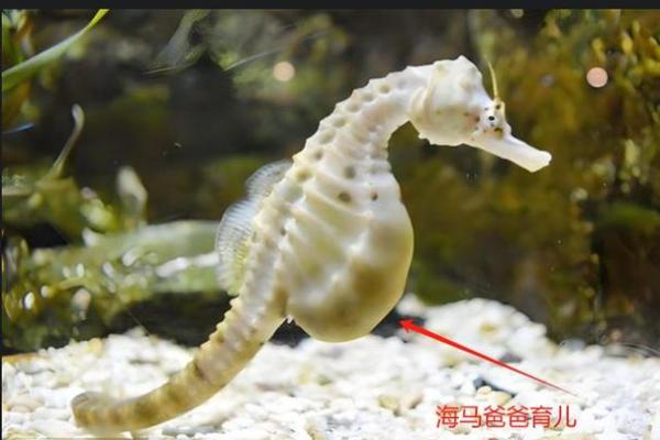 揭秘动物界：哪些生物拥有最长的生命？