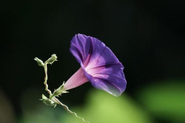 命局有龙德贵人女命的独特优势与潜力解析 命局有龙德贵人女命的独特优势与潜力解析
