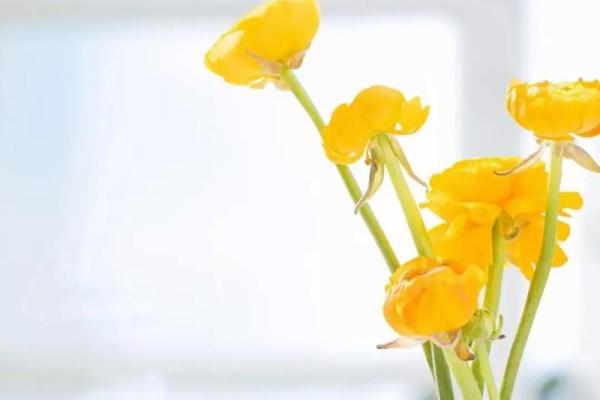 命运的蓝图:有事业编制的你如何把握人生航向 命运的蓝图:有事业编制的你如何把握人生航向