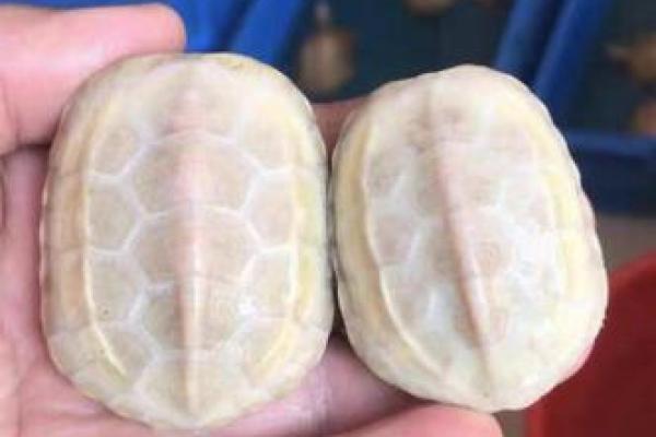 水命人士必看：养乌龟招财的秘诀与技巧！