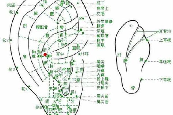 耳朵会动的生物：探秘神秘的自然现象与其背后的故事
