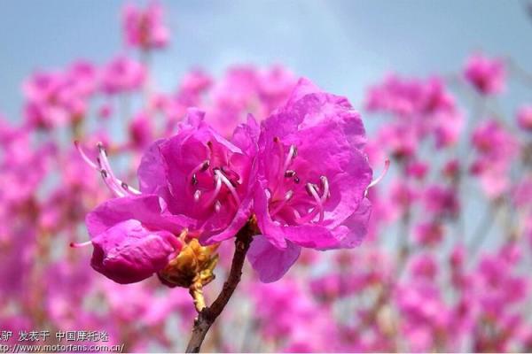 春天的召唤：73年牛命人的命运与机遇