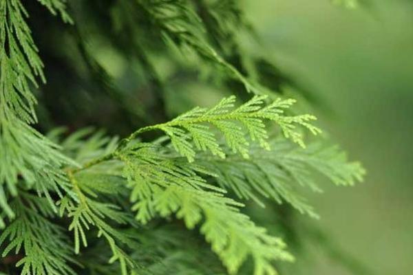 松柏木命取名的注意事项与技巧分享