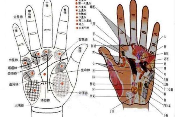 鸡年戌时出生的命理解析：揭开命运的神秘面纱
