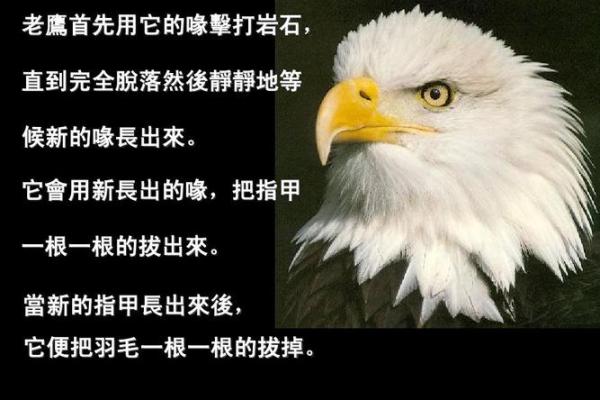 揭秘癸未庚申年：在五行命理中的深刻寓意与人生启示