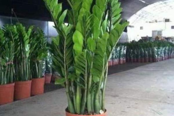 鸡年木命者推荐养殖的吉祥植物解析