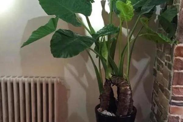 适合海水命人的植物选择与养护指南