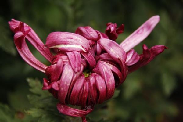 探秘菊花命：命理学中的独特象征与启示