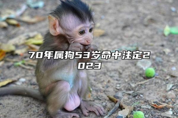 狗年的命运解析：属狗人不同年份的性格与运势