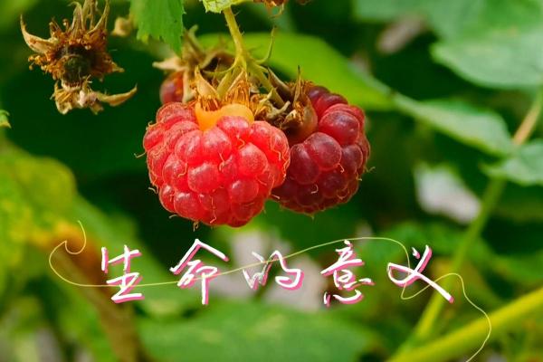 世界上最珍贵的命：生命的价值与意义探讨