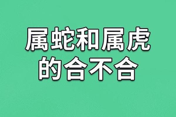 86年出生的人属虎，探秘生肖虎的性格与命运