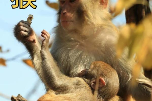 92年猴人命理分析：缺什么与如何弥补人生不足之处