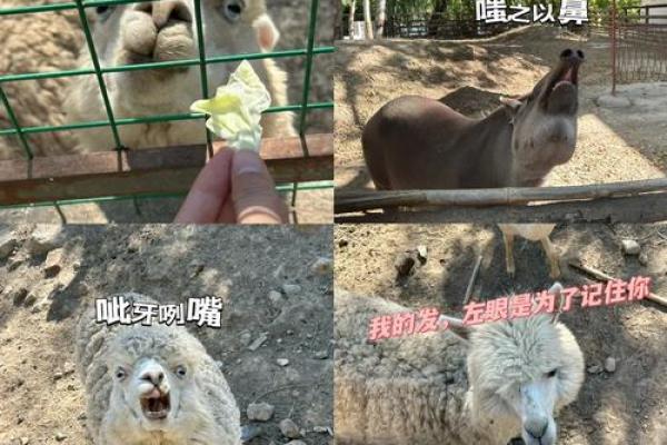 狮子男为何对命运嗤之以鼻：个性解析与人生观探讨